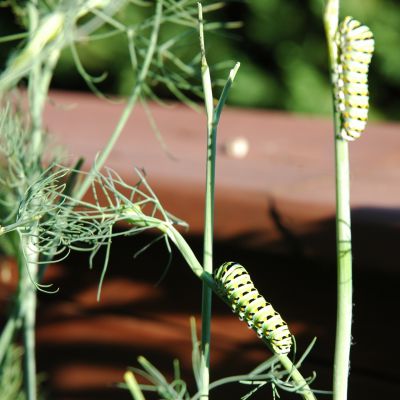 caterpillar on dill