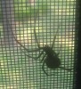 Found in the window: a big black widow spider